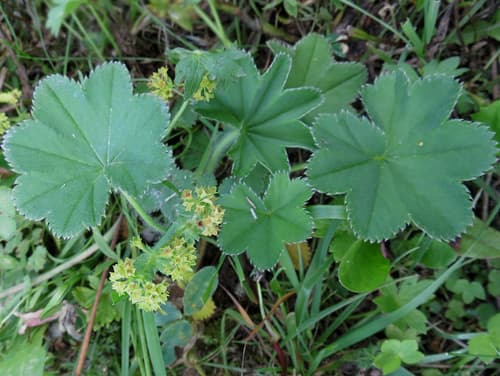 Velvet Lady's-mantle