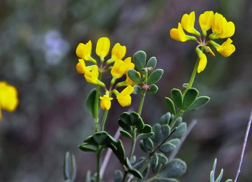 Coronilla minima