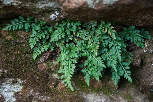 Mountain Spleenwort