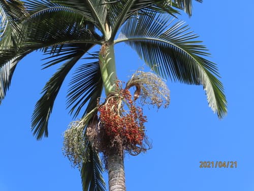 Alexandra Palm Bonsai