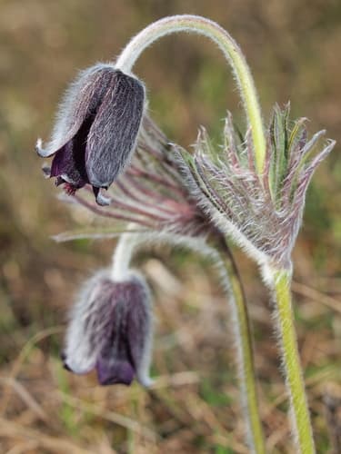 Meadow Pasqueflower