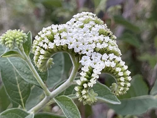 Heliotropium hartwegianum