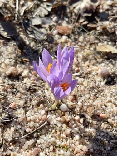 Late Crocus