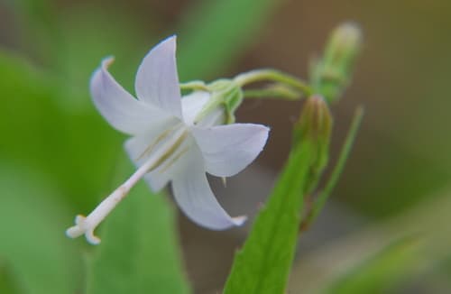 scouler's harebell