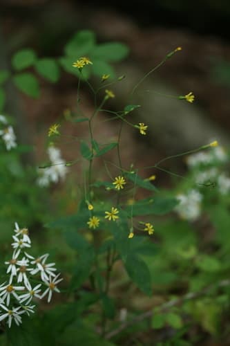 Panicled Hawkweed