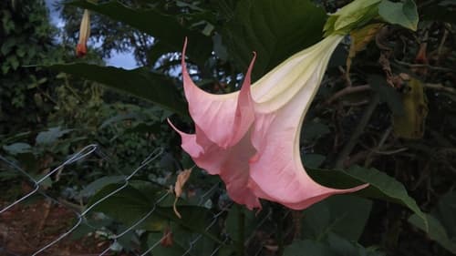 magnificent angel's trumpet
