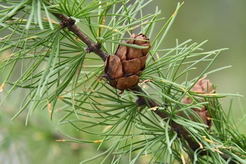 Siberian Larch Bonsai