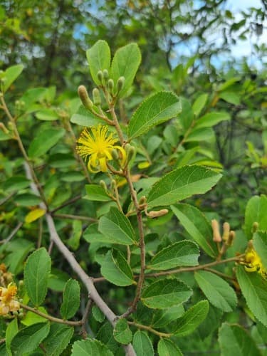 Sandpaper Raisin Bonsai