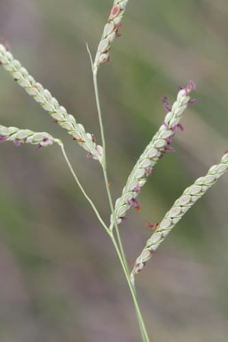 Brownseed Paspalum
