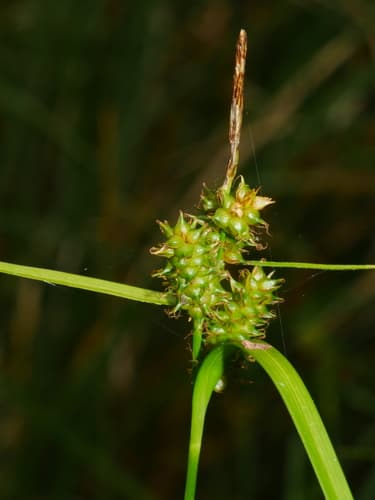 Common Yellow Sedge Bonsai