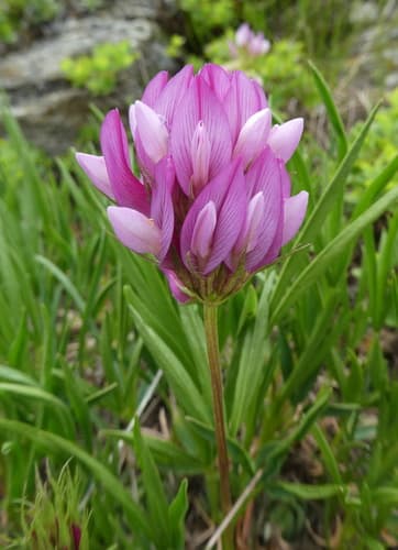 Alpine Clover