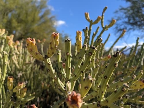 Arizona Pencil Cholla Bonsai