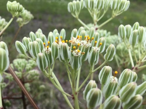 Prairie Indian Plantain