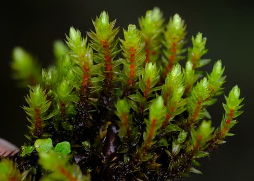 Long-leaved Thread Moss Miniature Forest