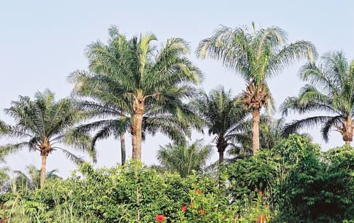 African Oil Palm Bonsai