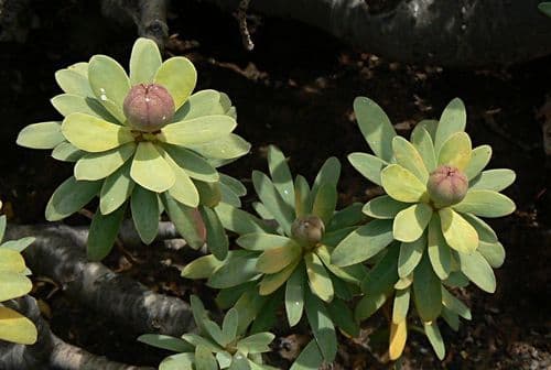 Balsam Spurge
