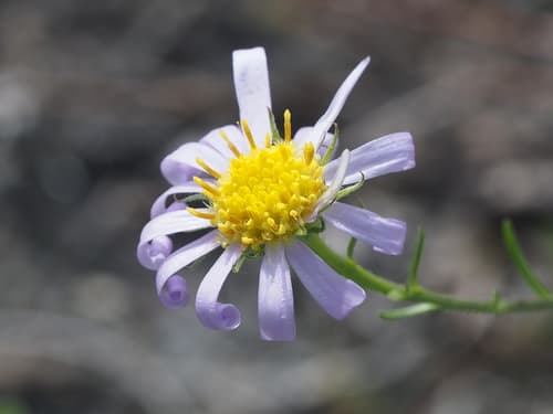 Danyang aster