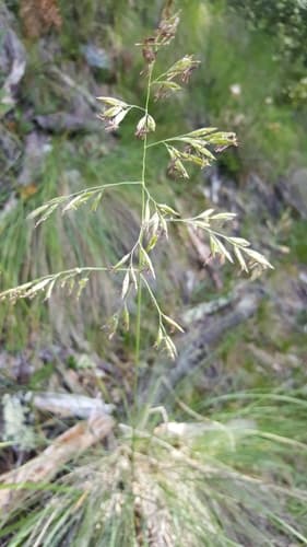 California Fescue