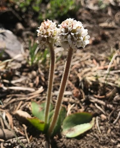 Diamondleaf Saxifrage Bonsai