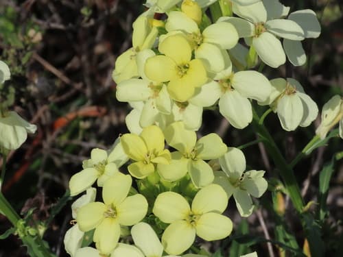 San Francisco wallflower