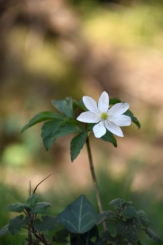 Three-leaved Anemone