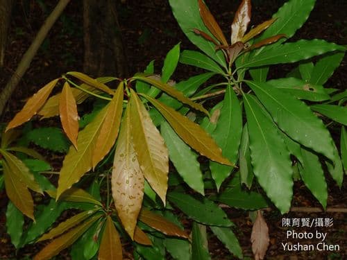 Narrow-leaved Nanmu