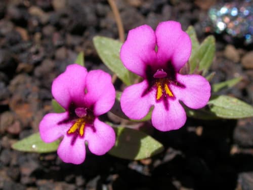 Dwarf Purple Monkeyflower