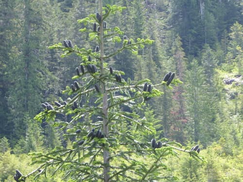 Pacific Silver Fir Bonsai