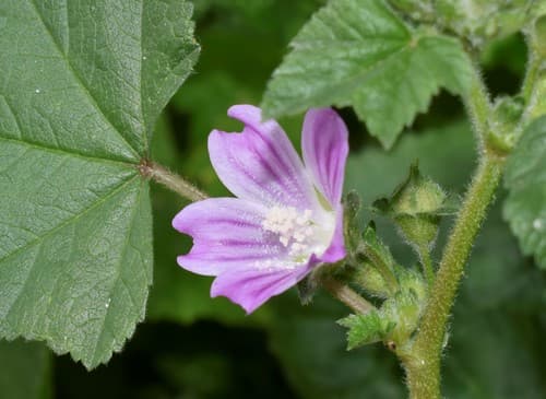 Cretan mallow