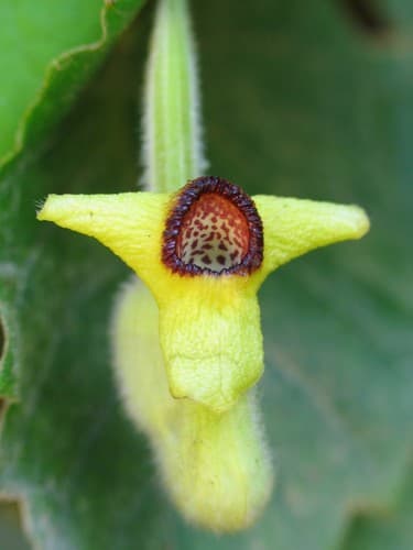 woolly Dutchman's pipe
