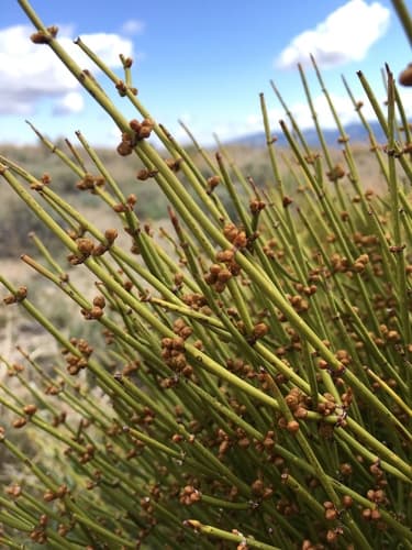 Green Ephedra