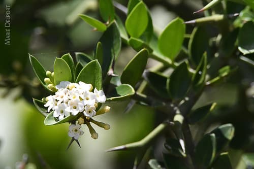 Karoo Num-num Bonsai