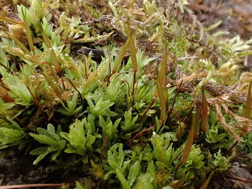 Spiral Extinguisher-moss