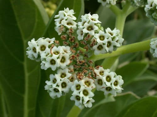 Tree Heliotrope Bonsai