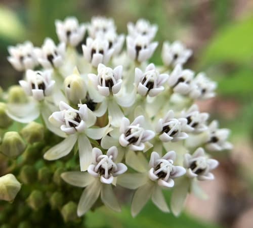 Texas Milkweed