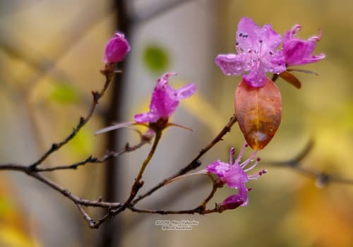 Daurian Rhododendron