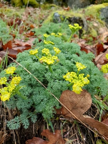 Pungent Desert Parsley Bonsai