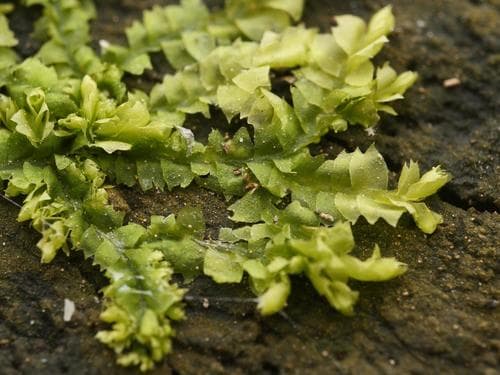 Various-leaved Crestwort