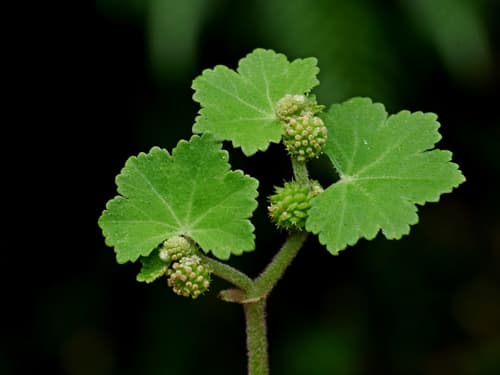 Hydrocotyle nepalensis
