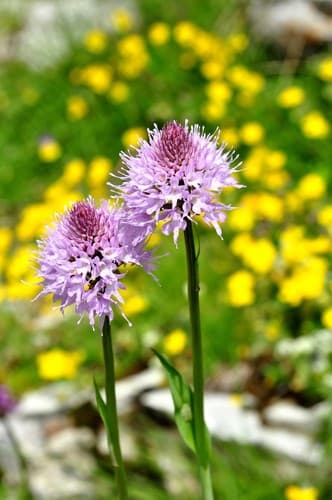 Globe-flowered Orchid
