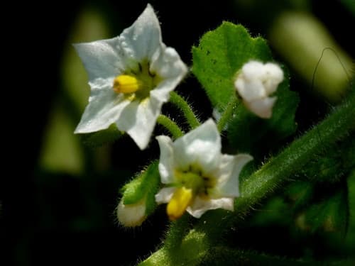 Green Nightshade Bonsai