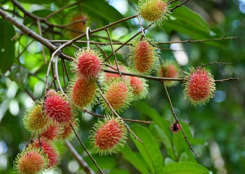 Rambutan