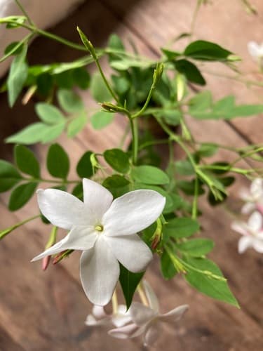 Common Jasmine