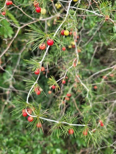 Clusterleaf Asparagus