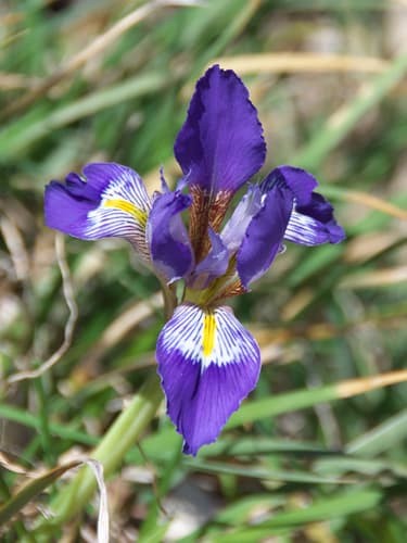 Algerian Iris