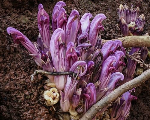 Purple Toothwort