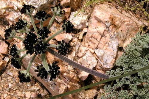 Mojave desertparsley