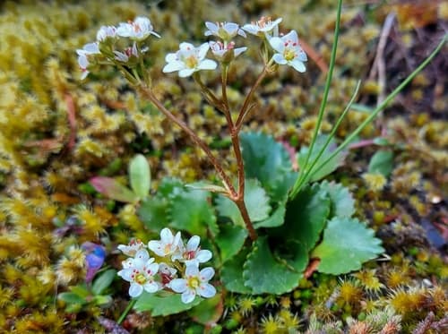 Rustyhair Saxifrage