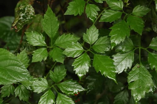 Slender Grape Bonsai
