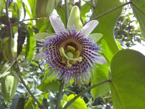 Granadilla Flower